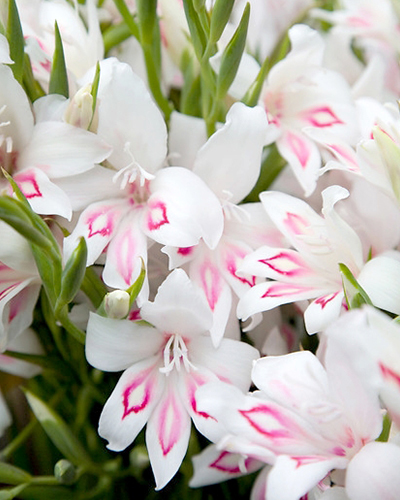 GLADIOLY NYMPH 100 ks